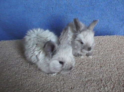 Baby_frosted_1.JPG (59388 bytes)