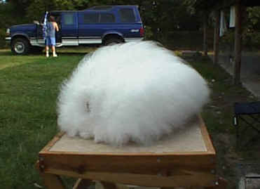 Best in Show Winner